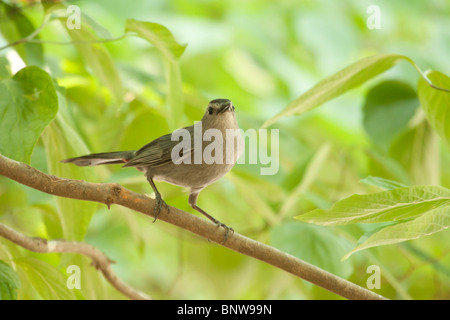 Ein graues Catbird hocken auf einem Ast. Stockfoto