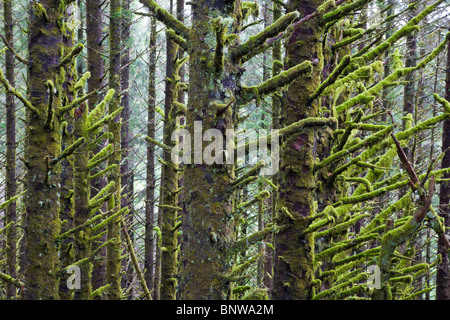 Moos auf Fichten entlang der südlichen Küste von Oregon Stockfoto