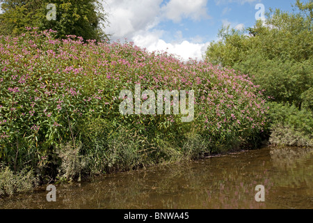 Drüsige Springkraut Pflanzen eindringenden Ufer des Flusses Wye, UK Stockfoto