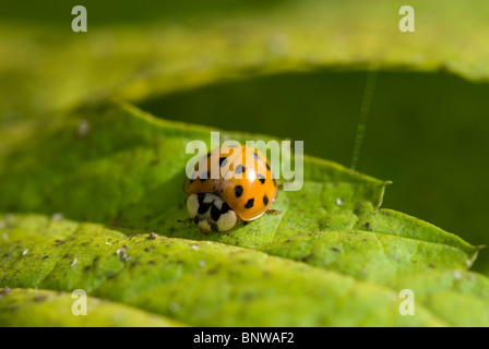 Harlekin-Marienkäfer Stockfoto
