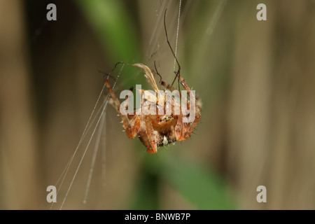 Close Up von einem Garten Spinne Araneus Diadematus Fütterung auf gefangengenommen Beute Vereinigtes Königreich Stockfoto