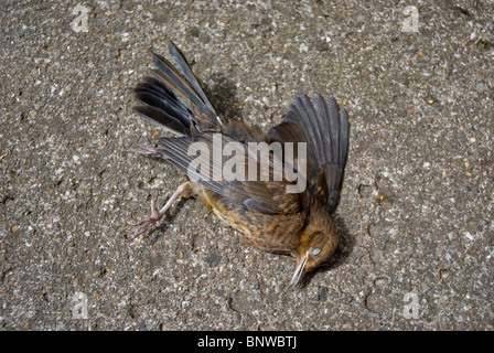 Toter Vogel auf einer Betonplatte verlegen Stockfoto