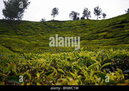 Teegärten - konzentriert Schönheit von Munnar Kerala Stockfoto