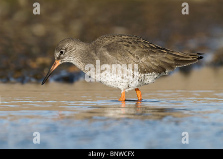 Ein erwachsener Winter Rotschenkel warte- und Angeln in einem küstennahen pool Stockfoto