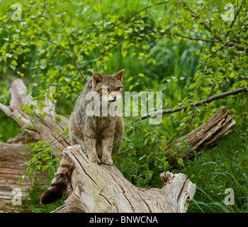 Schottische Wildkatze Stockfoto