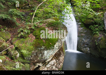 Caribou - gesprenkelten Bergwildnis - White Mountain National Forest in Maine, USA Stockfoto