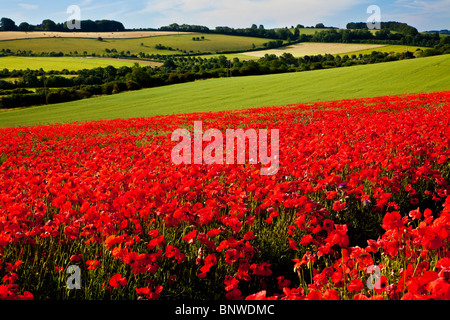 Mohnfelder im Sonnenschein auf die Marlborough Downs, Wiltshire, England, UK Stockfoto