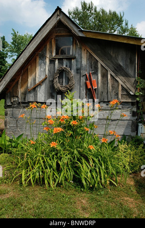Orange Graben Lilie Lilien Gartenlandschaft Handwerk Stockfoto