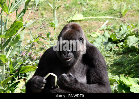 Westliche Tiefland-Gorilla Stockfoto