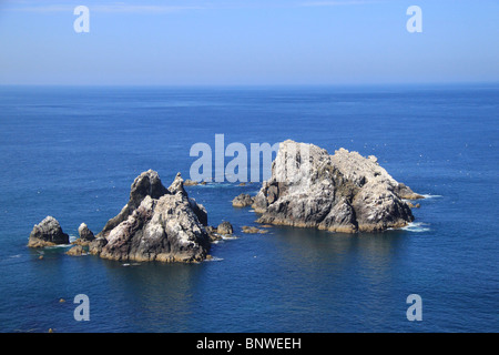 Basstölpel auf Les Etacs Alderney Stockfoto