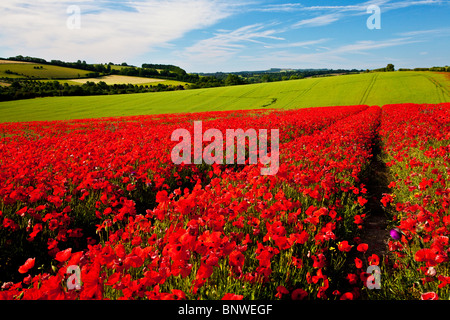 Mohnfelder im Sonnenschein auf die Marlborough Downs, Wiltshire, England, UK Stockfoto