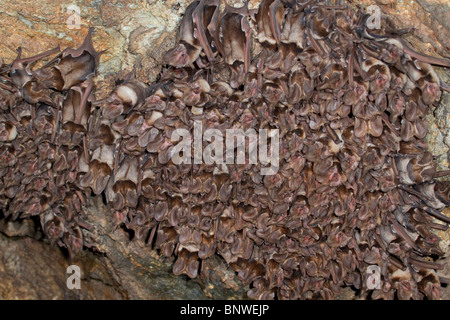 Eine Kolonie der großohrigen Seefledermäuse (Otomops harrisoni) des Harrisons in der Höhle im Zentrum Kenias. Stockfoto