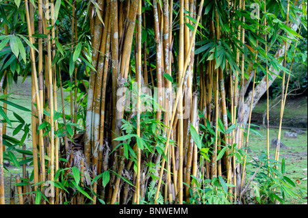 Bambus-Dickicht im Stadtpark von der Stadt Kuching. Malaysien. Borneo. Stockfoto