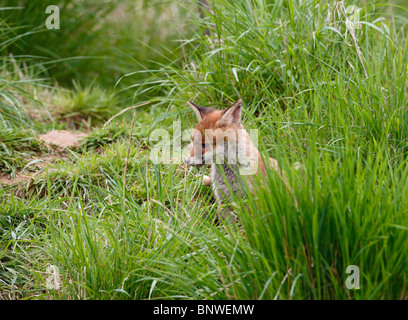 Rotfuchs (Vulpes Vulpes) Cub sitzen in der Nähe von Erde Stockfoto