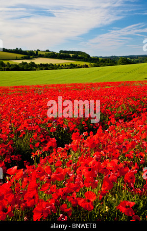 Mohnfelder im Sonnenschein auf die Marlborough Downs, Wiltshire, England, UK Stockfoto