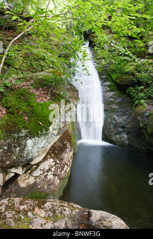 Caribou - gesprenkelten Bergwildnis - White Mountain National Forest in Maine, USA Stockfoto