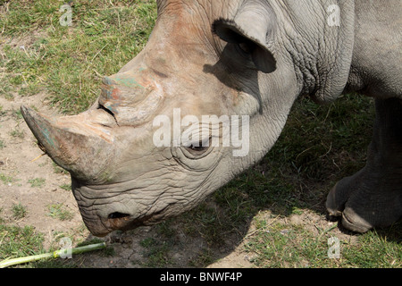 Black Rhino Diceros Bicornis michaeli Stockfoto