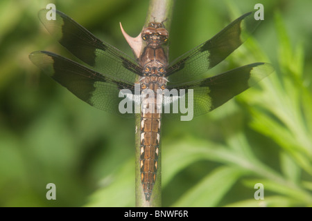 Gemeinsamen Whitetail (Plathemis Lydia) Libelle - juvenilen Männchen Stockfoto