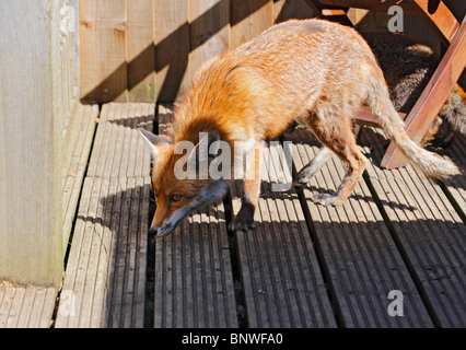 Rotfuchs (Vulpes Vulpes) Vixen und Cub im hinteren Garten Stockfoto