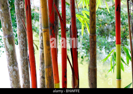 Bambus-Dickicht im Stadtpark von der Stadt Kuching. Malaysien. Borneo. Stockfoto