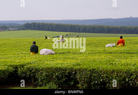 Tee-Plantage im Bereich Kericho, West-Kenia Stockfoto