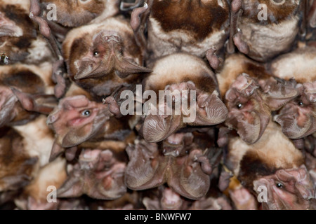 Eine Kolonie der großohrigen Seefledermäuse (Otomops harrisoni) des Harrisons in der Höhle im Zentrum Kenias. Stockfoto