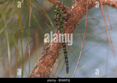 Regal (Coryphaeschna Ingens) Darner Libelle - männlich Stockfoto