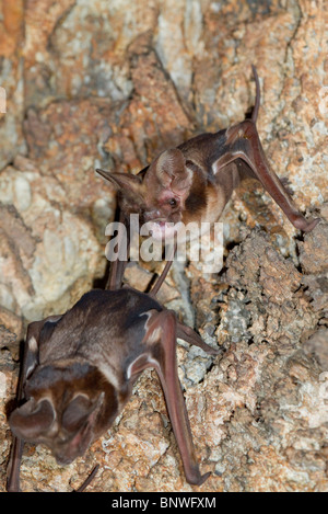 Zwei Harrisons großohrige Freischwanzfledermäuse (Otomops harrisoni) in der Höhle im Zentrum Kenias. Stockfoto