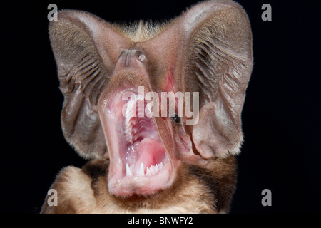 Großohriges Harrisons Free-Tailed bat (Otomops harrisoni)-Porträt, Zentralkenia. Stockfoto