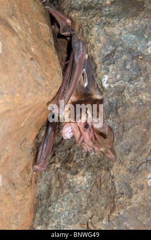 Harrisons großohriges Freischwanzbat (Otomops harrisoni)-Porträt, Zentralkenia. Stockfoto