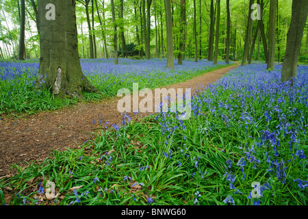 Frühling-Glockenblumen im Buche Wald auf den Chiltern Hills über Mapledurham, Oxfordshire, Vereinigtes Königreich Stockfoto