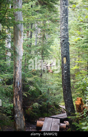 Franconia Notch State Park - Elch auf einsamen Lake Trail in den White Mountains, New Hampshire, USA Stockfoto