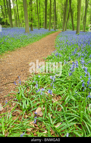 Frühling-Glockenblumen im Buche Wald auf den Chiltern Hills über Mapledurham, Oxfordshire, Vereinigtes Königreich Stockfoto