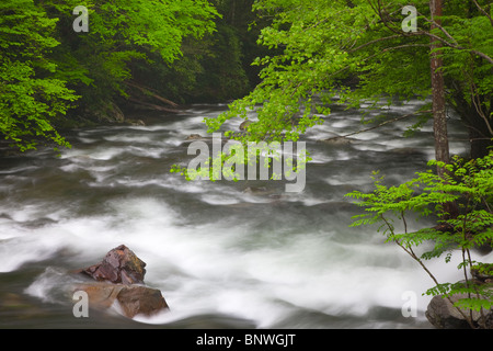 Frühling Kaskaden auf dem mittleren Zinke Flüsschen in den Great Smoky Mountains National Park, USA. Stockfoto