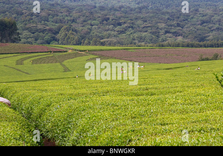 Tee-Plantage im Bereich Kericho Westkenia. Stockfoto