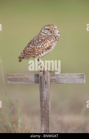 Kanincheneule (Athene Cunicularia) und T-Barsch in der Nähe seiner Burrow in Cape Coral, Florida. Stockfoto