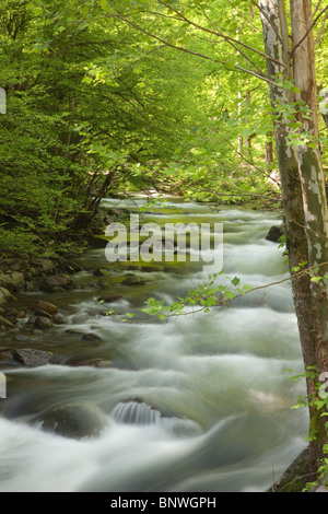 Frühling Kaskaden auf dem mittleren Zinke Flüsschen in den Great Smoky Mountains National Park, USA. Stockfoto