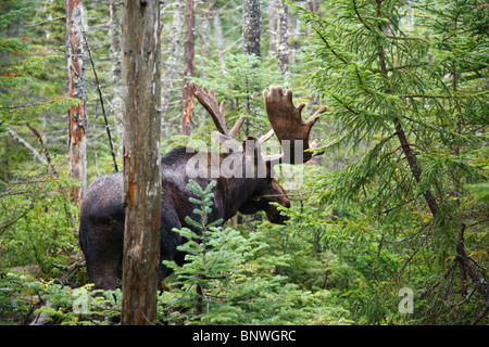 Franconia Notch State Park - Elch auf einsamen Lake Trail in den White Mountains, New Hampshire, USA Stockfoto