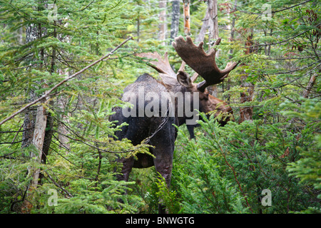 Franconia Notch State Park - Elch auf einsamen Lake Trail in den White Mountains, New Hampshire, USA Stockfoto