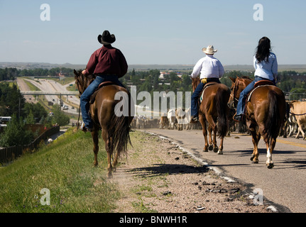 Reiter in einem Viehtrieb Ochsen bringen die Cheyenne Frontier Days Rodeo, auf ihrem Weg nach Cheyenne, Wyoming Stockfoto