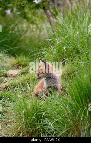 Rotfuchs (Vulpes Vulpes) Cub in der Nähe von Erde erkunden Stockfoto
