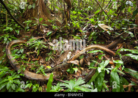 verschlungenen Lianen und Dschungel Reben im Regenwald von Sumatra, Indonesien Stockfoto