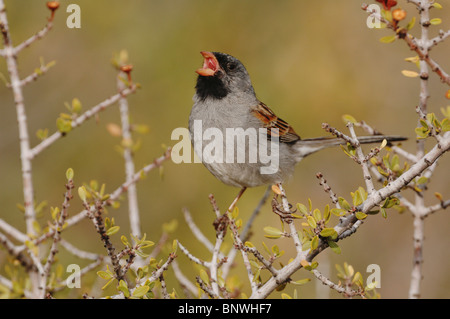 Schwarzer-chinned Sparrow (Spizella Atrogularis), männlichen Gesang, Chisos Mountains, Big Bend Nationalpark, Chihuahua-Wüste, Texas Stockfoto