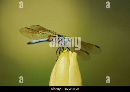 Blaue Dasher (Pachydiplax Longipennis), thront männlich auf gelbe Seerose (Nymphaea Mexicana), Fennessey Ranch, Refugio, Texas Stockfoto