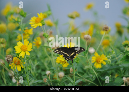 Schwarzen Schwalbenschwanz (Papilio Polyxenes), Erwachsene ernähren sich von Huisache-Daisy (Amblyolepis Setigera), Sinton, Corpus Christi, Texas Stockfoto