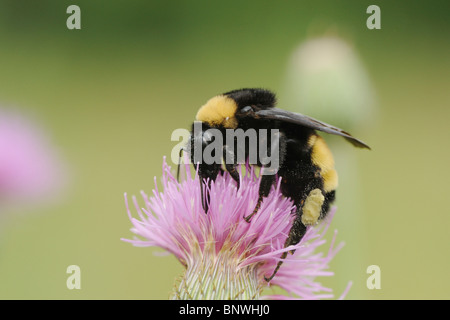 Hummel (Bombus SP.), Erwachsene ernähren sich von Distel, Fennessey Ranch, Refugio, Fronleichnam, Küste von Coastal Bend, Texas, USA Stockfoto