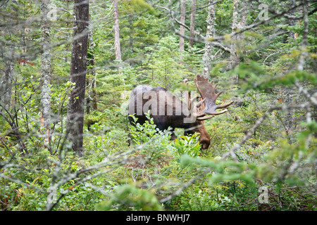 Franconia Notch State Park - Elch auf einsamen Lake Trail in den White Mountains, New Hampshire, USA Stockfoto