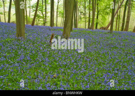 Frühling-Glockenblumen im Buche Wald auf den Chiltern Hills über Mapledurham, Oxfordshire, Vereinigtes Königreich Stockfoto