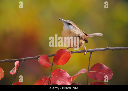 Carolina Wren (Thryothorus sich), Erwachsene auf Krepp-Myrte (Lagerstroemia), Hill Country, Texas, San Antonio, New Braunfels Stockfoto