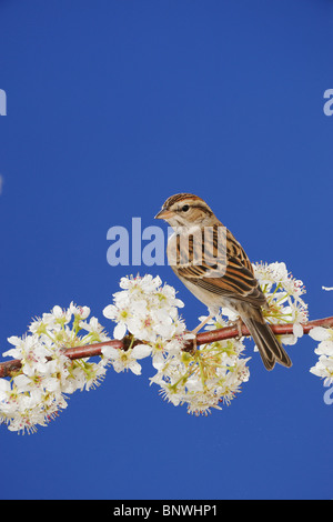 Chipping-Sparrow (Spizella Passerina), Erwachsene auf blühende mexikanischen Plum, San Antonio, Hill Country, Zentral-Texas, USA Stockfoto